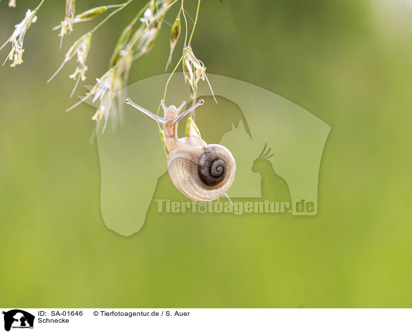 Schnecke / snail / SA-01646