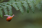 Schnecke