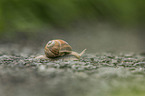 Schnecke
