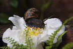 Schnecke