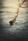 Schnecke