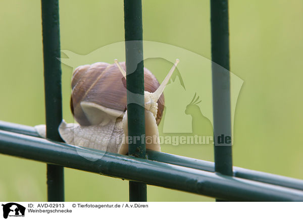 Weinbergschnecke / AVD-02913