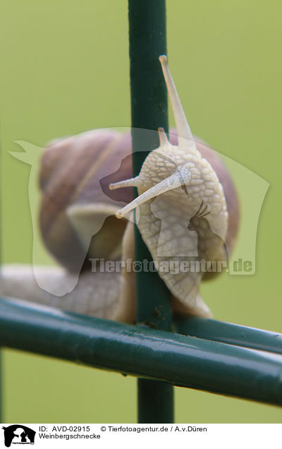 Weinbergschnecke / escargot / AVD-02915