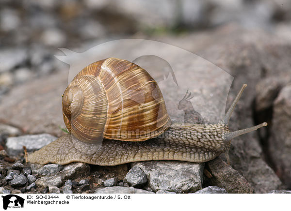 Weinbergschnecke / escargot / SO-03444