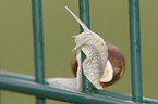 Weinbergschnecke