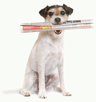 Tierfotoagentur Newsletter Parson Russell Terrier